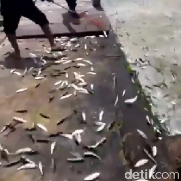 Viral Ikan Laut Lompat ke Daratan di Jakarta Utara, Pertanda Apa?