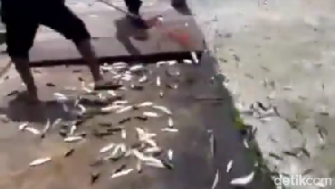 Viral Ikan Laut Lompat ke Daratan di Jakarta Utara, Pertanda Apa?