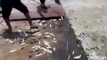 img-title Viral Ikan Laut Lompat ke Daratan di Jakarta Utara, Pertanda Apa?