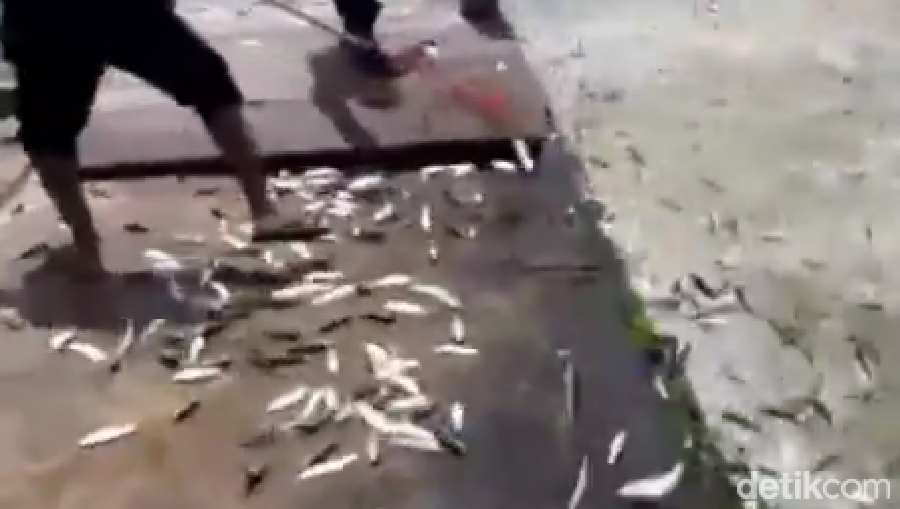 Fenomena ikan-ikan loncat ke daratan Pulau Bidadari, Kepulauan Seribu, viral di medsos. Peristiwa itu direkam seorang petugas Bea-Cukai Tanjung Priok. (dok Pribadi/Hidayat Arif)