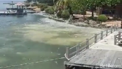 Beredar Video Ikan-ikan Loncat ke Tepi Laut, Apakah Tanda Bahaya?