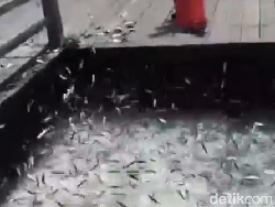 Ratusan Ikan di Pulau Seribu Melompat ke Darat!