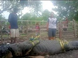 Modal Tali Nilon, Buaya Muara di Amfoang Berhasil Ditangkap Warga