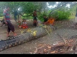 Populer Sepekan: Buaya Muara Raksasa-Pria Tewas Usai Indehoi