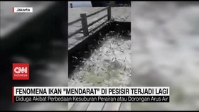 VIDEO: Fenomena Ikan Mendarat di Pesisir Terjadi Lagi