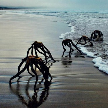 Warga Panik 'Alien' Muncul dari Laut, Faktanya...