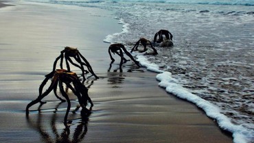 img-title Warga Panik 'Alien' Muncul dari Laut, Faktanya...