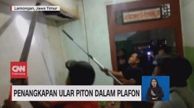 VIDEO: Penangkapan Ular Piton Dalam Plafon