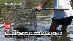 VIDEO: Rumput Laut Alami Berkah Bagi Warga Desa