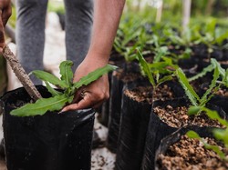 Jurusan Agroteknologi: Daftar Kampus Hingga Prospek Kerjanya