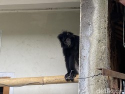 Lutung yang Hebohkan Warga Sukabumi Ditangkap Pakai Jaring Ikan