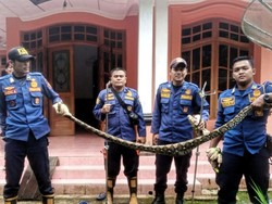 Mangsa Ayam, Piton 2,5 Meter Ditaklukan Petugas Damkar Sukabumi