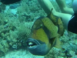 Penyelam Ini Digigit Ikan Mengerikan, Giginya Mirip Manusia!