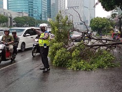 Pohon Tumbang di Jalan Gatot Subroto Arah Pancoran, Lalin Tersendat