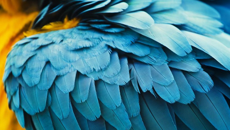 yellow and blue macaw feathers close up