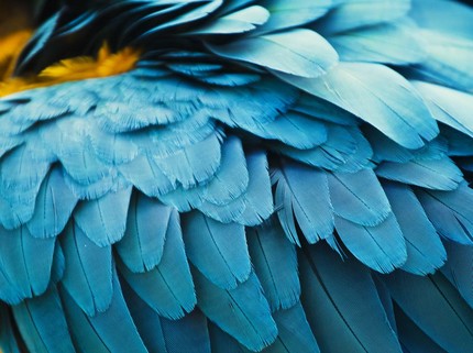 Kuis Kepribadian: Coba Pilih Gambar Bulu yang Paling Indah Menarik