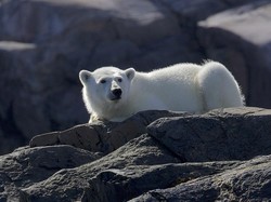 Global Warming Ancam Populasi Beruang Kutub