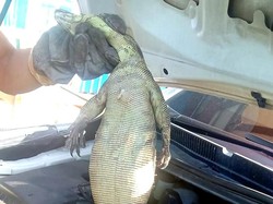 Jabar Hari Ini: Heboh Biawak di Kap Mobil Warga Karawang