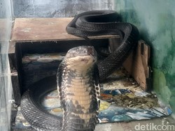 Ki Kebo Ungkap Hubungan King Cobra dan Alunan Tiupan Seruling