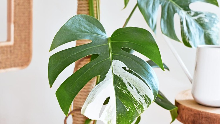 Tanaman hias Monstera Deliciosa Variegata