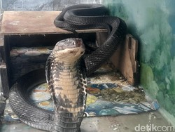 Apakah Ular Sendok Hitam Sama dengan Kobra Jawa? Simak Faktanya!