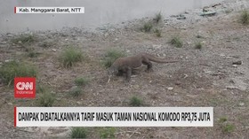 VIDEO: Dampak Dibatalkannya Tarif Masuk Taman Nasional Komodo