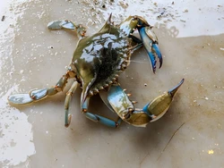 Peneliti Ungkap Cara Kepiting Bicara, Gunakan 2 Teknik