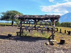 Pesona Alam Liar TN Baluran, Africa Van Java di Ujung Pulau Jawa