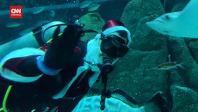 VIDEO: Aksi Scuba Sinterklas Menyapa Pengunjung di Akuarium Brasil