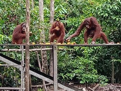 Beruntungnya Bertemu Orangutan di Tanjung puting