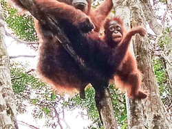 7 Ibu Hebat di Dunia Hewan, Ada Orangutan-Buaya
