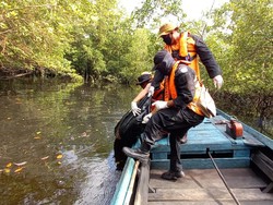 3 Hari Hilang Diterkam Buaya di Meranti, Maarif Ditemukan Tewas