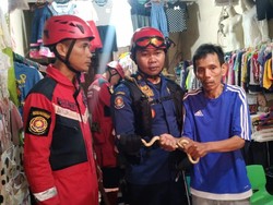 Ular Berbisa Masuk Rumah Warga di Makassar, 8 Petugas Damkar Dikerahkan