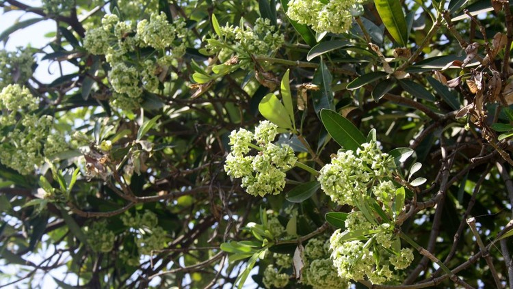 Blackboard tree (Alstonia scholaris), also known as devil's tree in English, is an evergreen tropical tree in the family Apocynaceae. Native to southern China, tropical Asia and Australasia, upper side of its leaves are glossy, while the underside is grayish. Flowers bloom in October and are very fragrant.