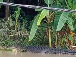 Buaya Muara di Sungai Tarung-Arung Lombok Muncul Tiap Tahun