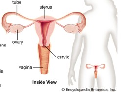 Organ Reproduksi Wanita Bagian Dalam dan Luar Beserta Fungsinya
