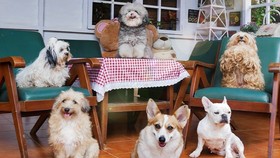 Rumah Guguk Petshop: Lokasi, Jam Buka, Harga Tiket, dan Fasilitas
