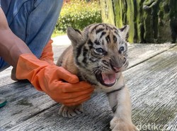 Bayi Harimau nan Menggemaskan di Banjarnegara