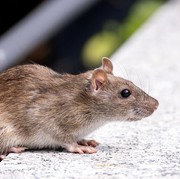 Tanpa Pakai Racun, Ini 10 Cara Ampuh Usir Tikus yang Berkeliaran di Rumah