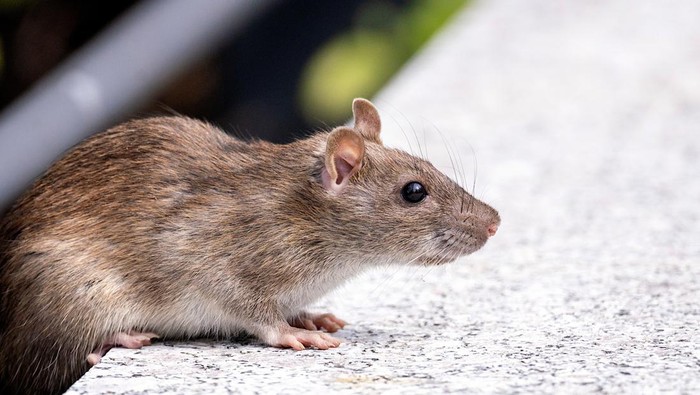 Warga Prancis Kini Dipaksa Hidup Damai dengan Tikus, Ada Apa?