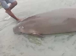Dugong 3 Meter Ditemukan Mati Terdampar di Bawean Gresik