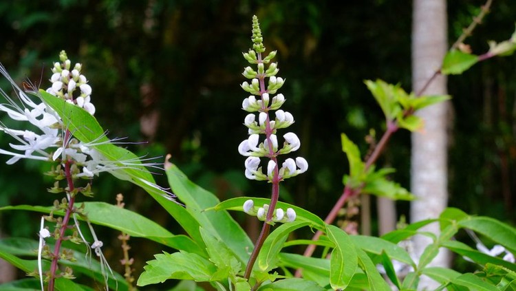 Rumput Fatimah