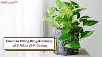Tanaman Paling Banyak Diburu, Ini 5 Fakta Sirih Gading
