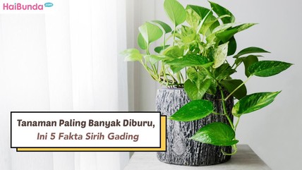 Detik Network