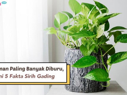 Tanaman Paling Banyak Diburu, Ini 5 Fakta Sirih Gading