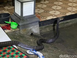 Dramatisnya Penangkapan King Kobra 3,5 Meter di Rumah Warga Trenggalek