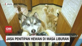 VIDEO: Jasa Penitipan Hewan di Masa Liburan
