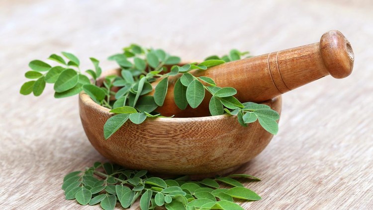 Manfaat Daun Kelor Manfaat Daun Kelor