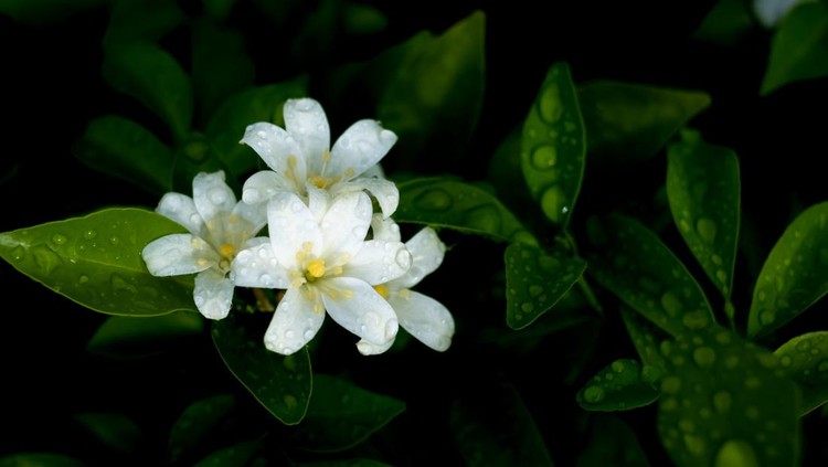 The Bunch of Orange Jessamine Flowers Blooming in The Rain Season , Dark Background