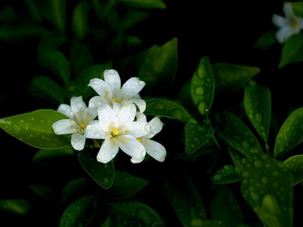 7 Cara Merawat Tanaman di Musim Hujan agar Tidak Mati